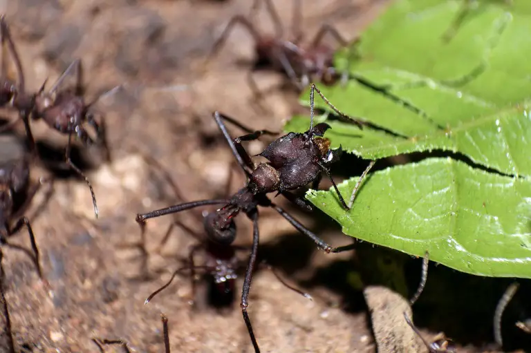 Formigas Operárias 