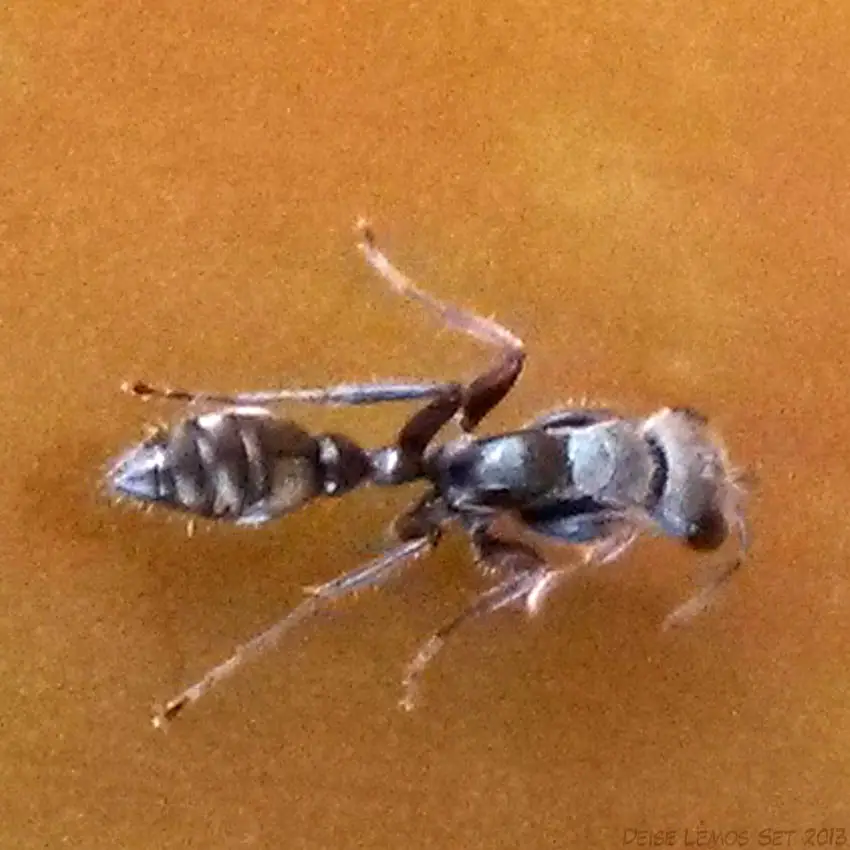 Formigas Pseudomyrmex
