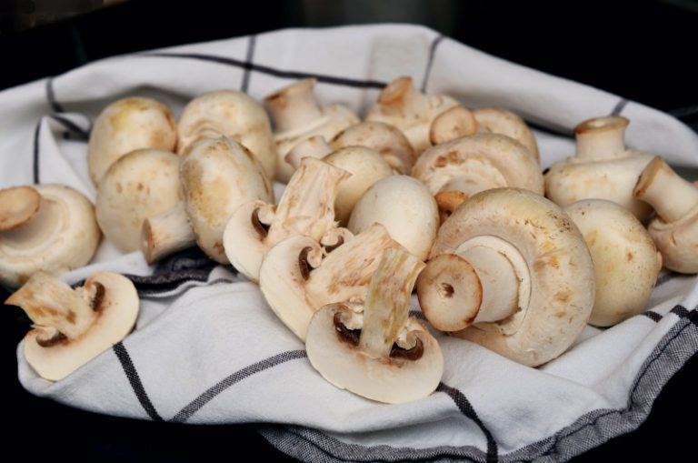 Como Hidratar Funghi em Vinho Branco Mundo Ecologia