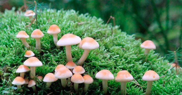 Como Os Fungos Se Alimentam? Quais São Seus Predadores? | Mundo Ecologia