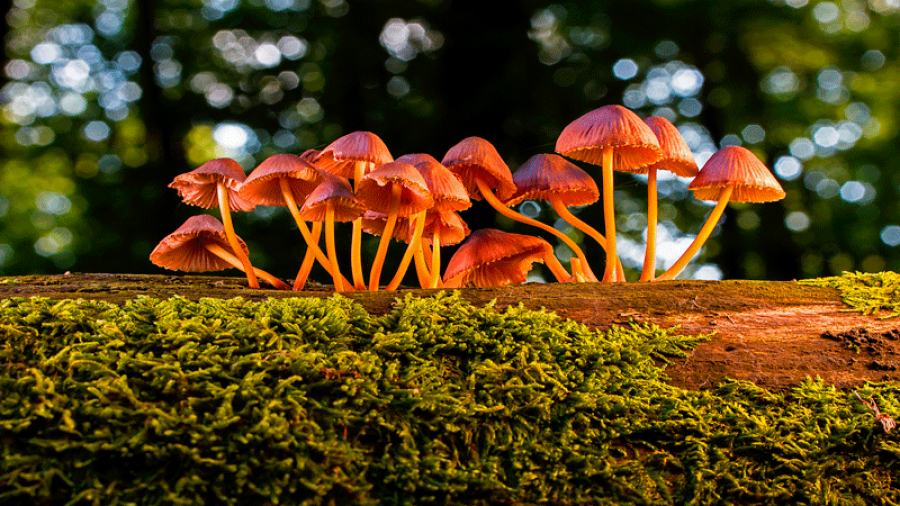 Fungos na Madeira