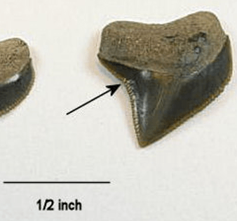 Squalicorax Pristodonthus