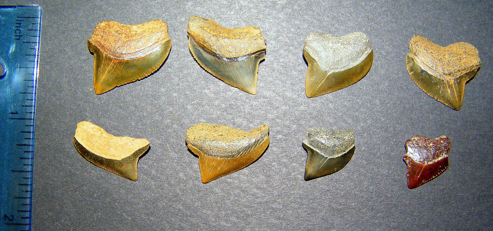 Fósseis de Qualicorax Kaupi