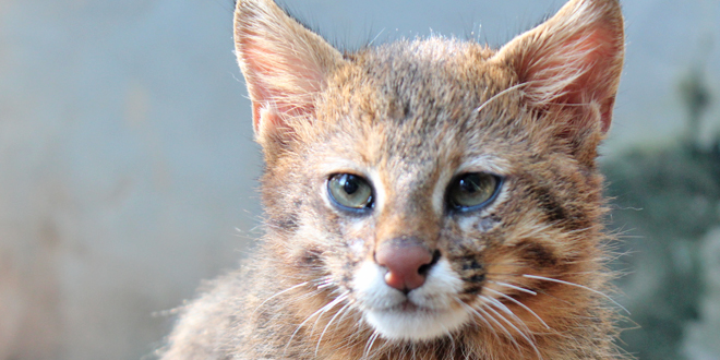 Gato Palheiro Fotografado de Frente