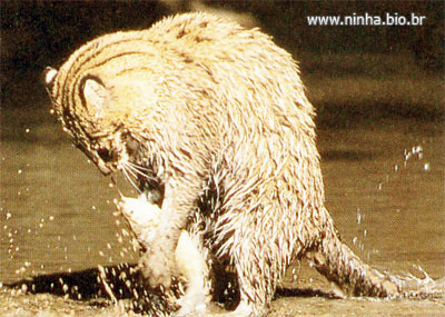 Gato do Mato Caçando um Peixe
