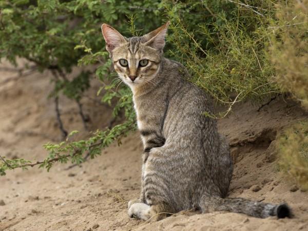 Gato do Mato Fotografado de Surpresa