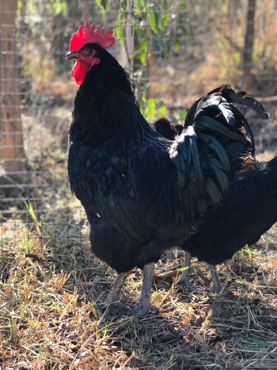 Gigante Negra de Jersey