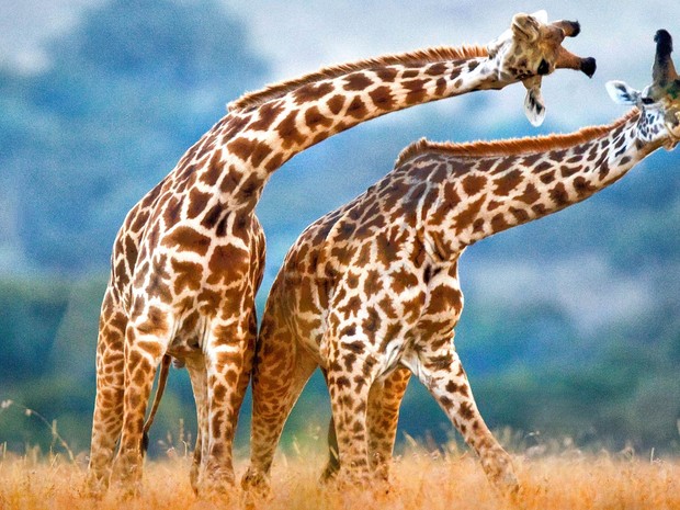 Girafas