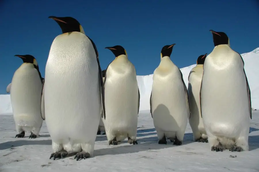 Grupo de Pinguim Imperador 