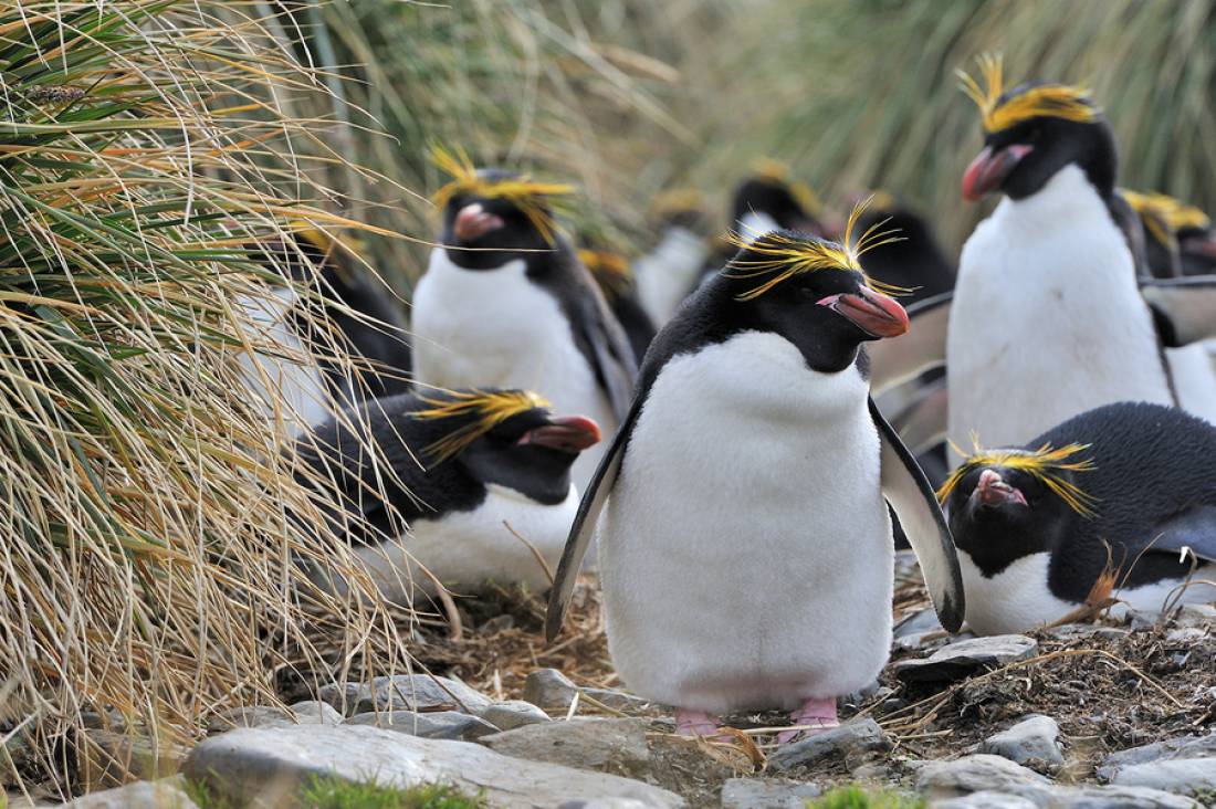 Grupo de Pinguim Saltador da Rocha