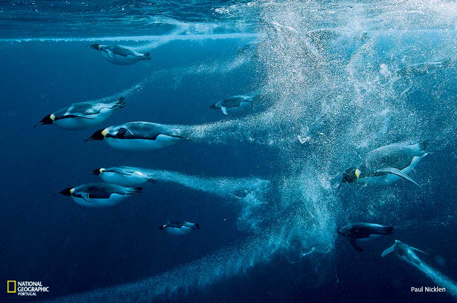 Grupo de Pinguins Nadando 