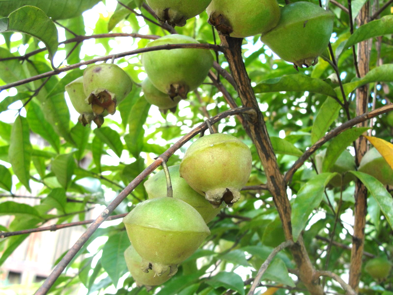 Guavira ou Guabiroba do Mato Grosso: O Que é?
