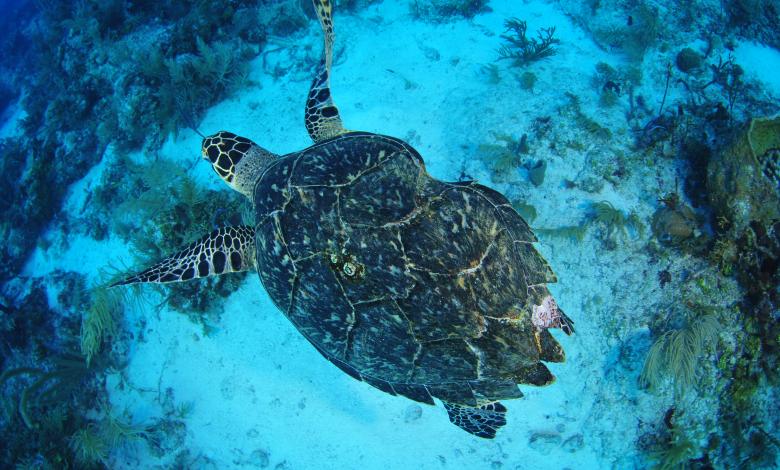 Habitat Da Tartaruga De Pente no Fundo do Mar