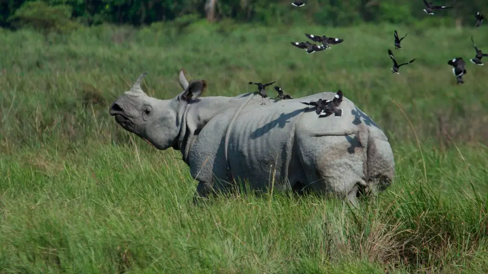 Habitat do Rinoceronte