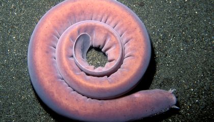 Hagfish