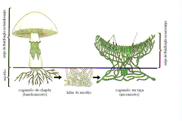 Diagrama De Hifas MICROSCOPIA DE SETAS LAS HIFAS Diagrama De Hifas MICROSCOPIA DE SETAS LAS HIFAS