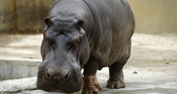 Hipopótamo É Carnívoro ou Herbívoro? | Mundo Ecologia