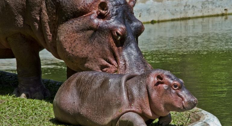 Hipopótamos no Zoológico de BH