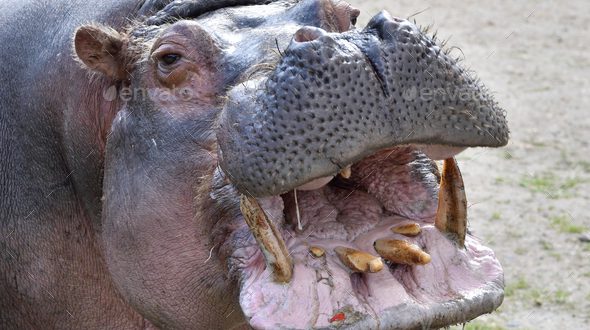 Qual O Tamanho Da Boca De Um Hipopótamo E Dos Seus Dentes? | Mundo Ecologia
