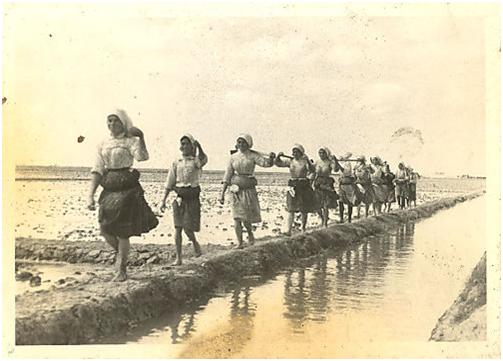 Resultado de imagem para imagens A História do Arroz