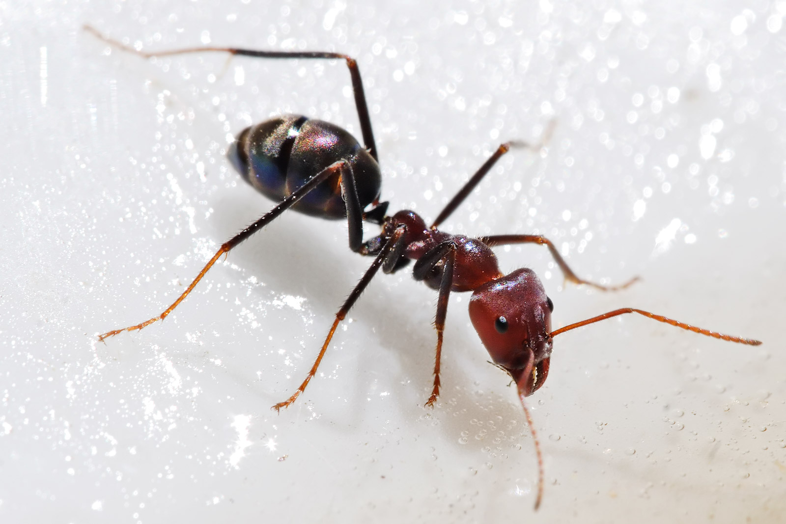 Iridomyrmex