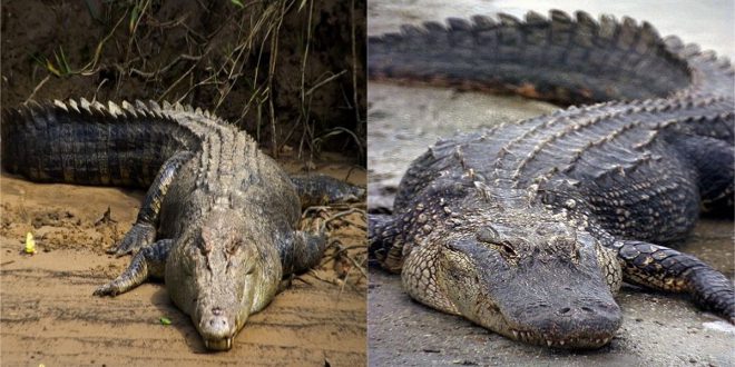 Jacaré e Crocodilo – Qual o Mais Perigoso? Qual o Mais Forte? | Mundo ...