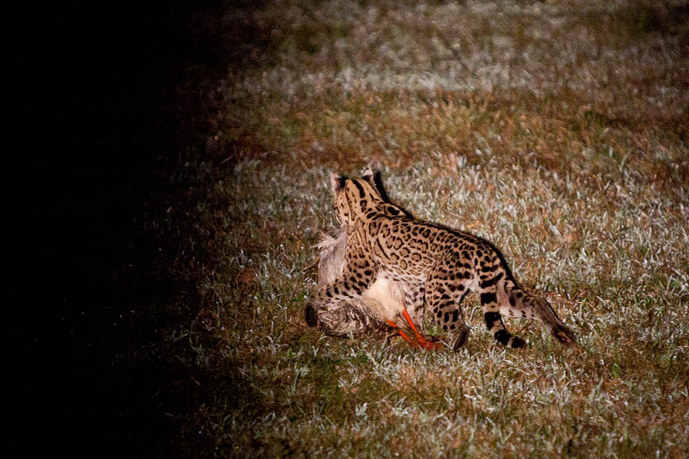 Jaguatirica Caçando