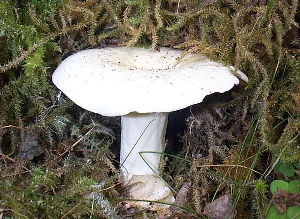 Lactarius Piperatus