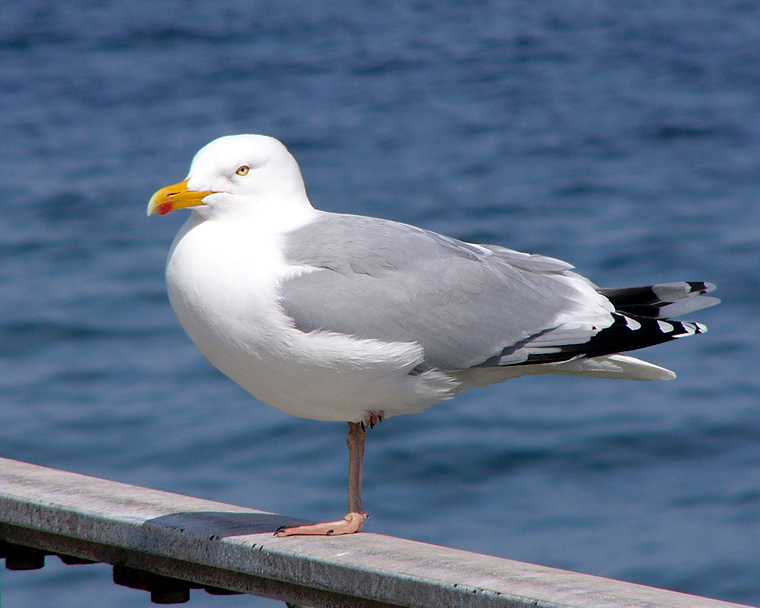 Larus spp