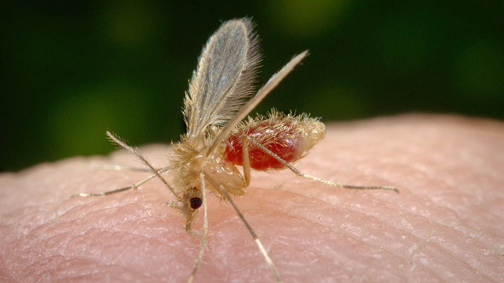 Leishmaniose - Mosquito Transmissor