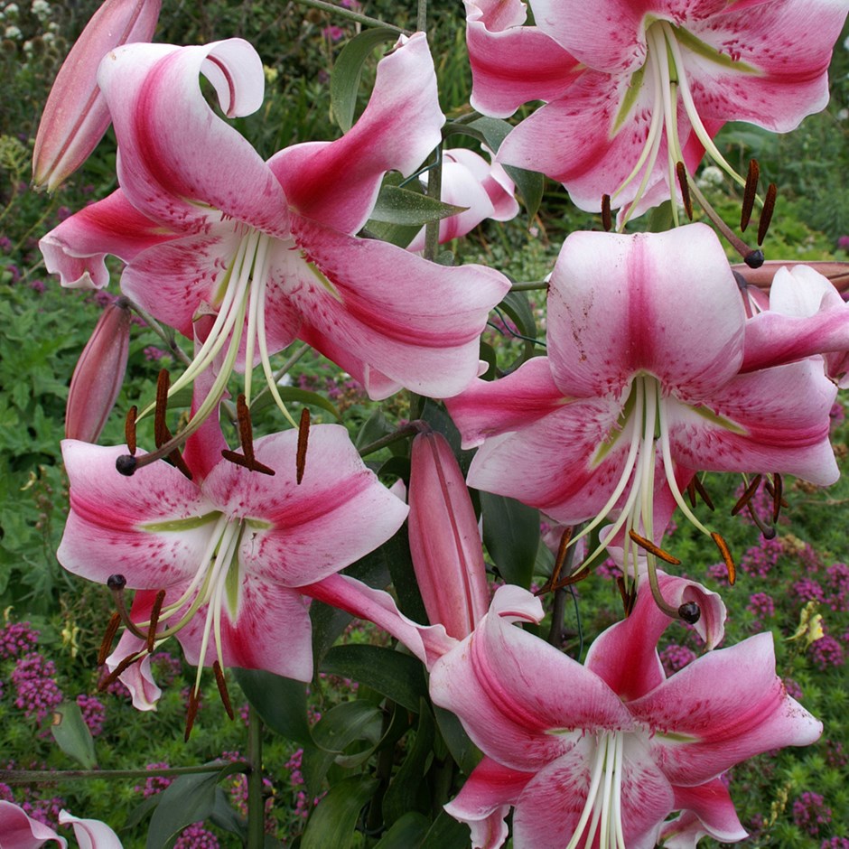 Lilium Anastasia