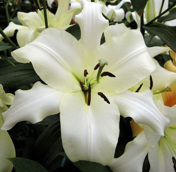 Lilium Ovatie