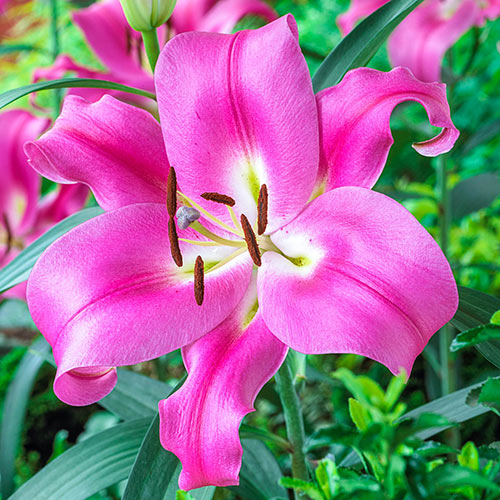 Lilium Robina