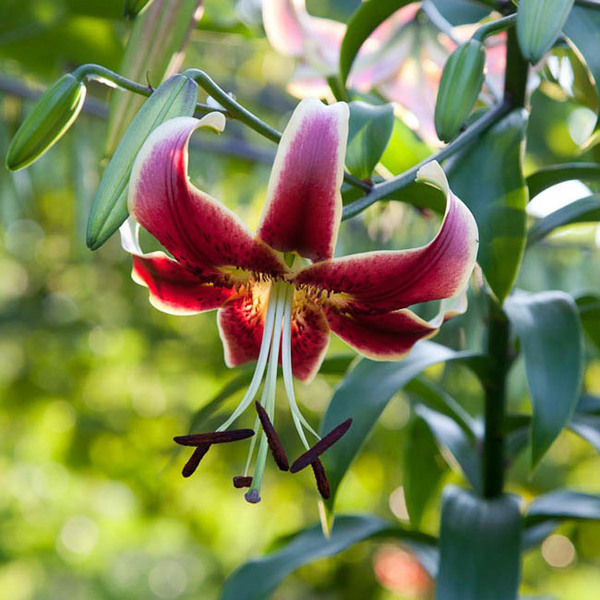 Lilium Sheherazade