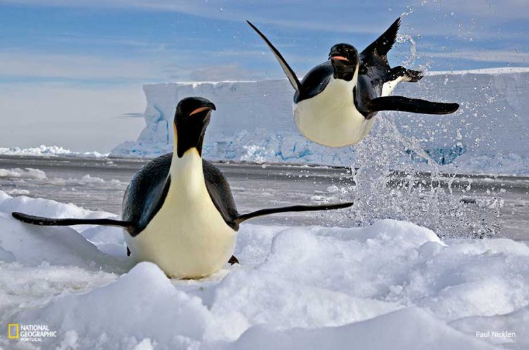 Tudo Sobre o Pinguim: Características, Nome Científico e Fotos – Mundo ...
