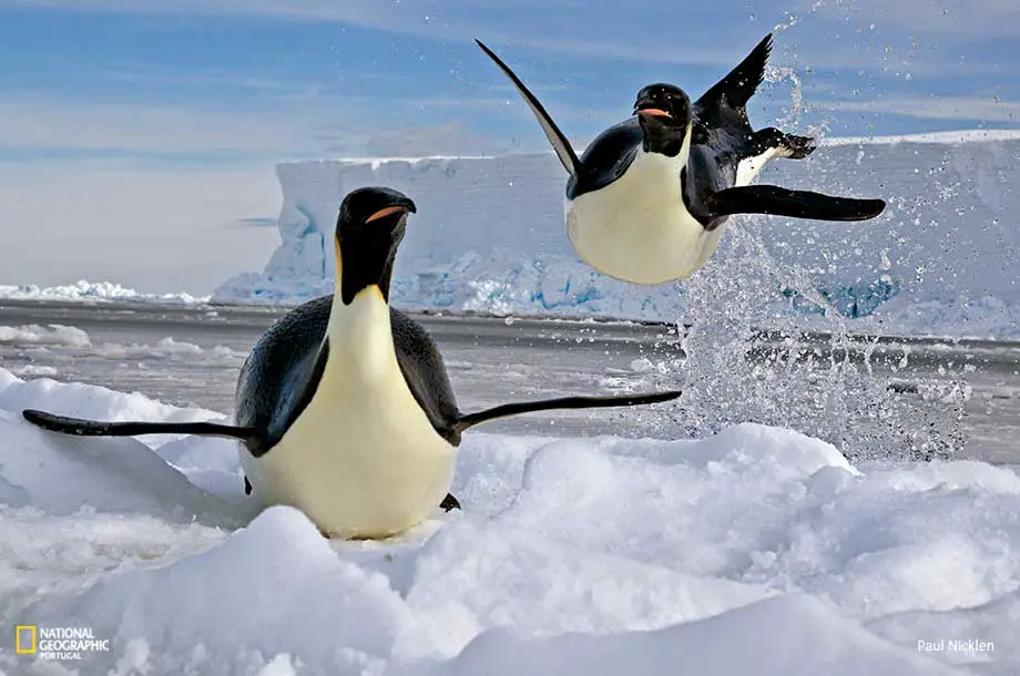 Linda Foto de um Pinguim Saltando da Água 