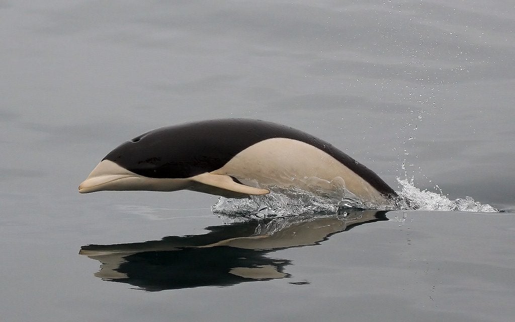 Lissodelphis Peronei