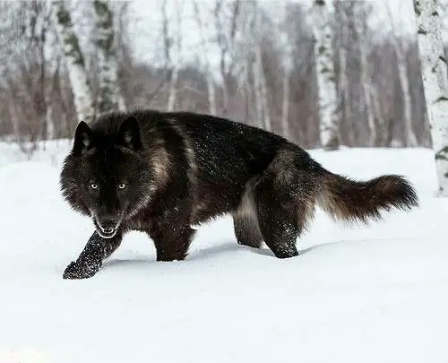 Lobo Negro na Neve