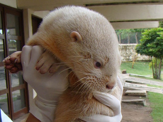 Lontra Albina