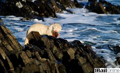 Lontra Branca A Beira do Mar