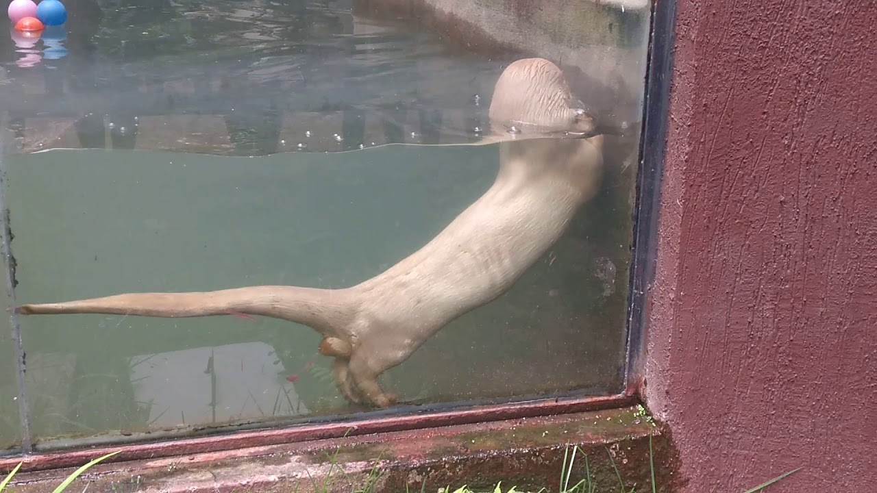 Lontra Branca em um Aquário