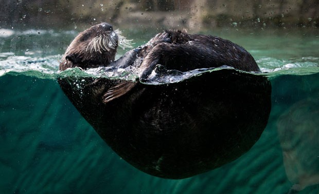 Lontra Canadense