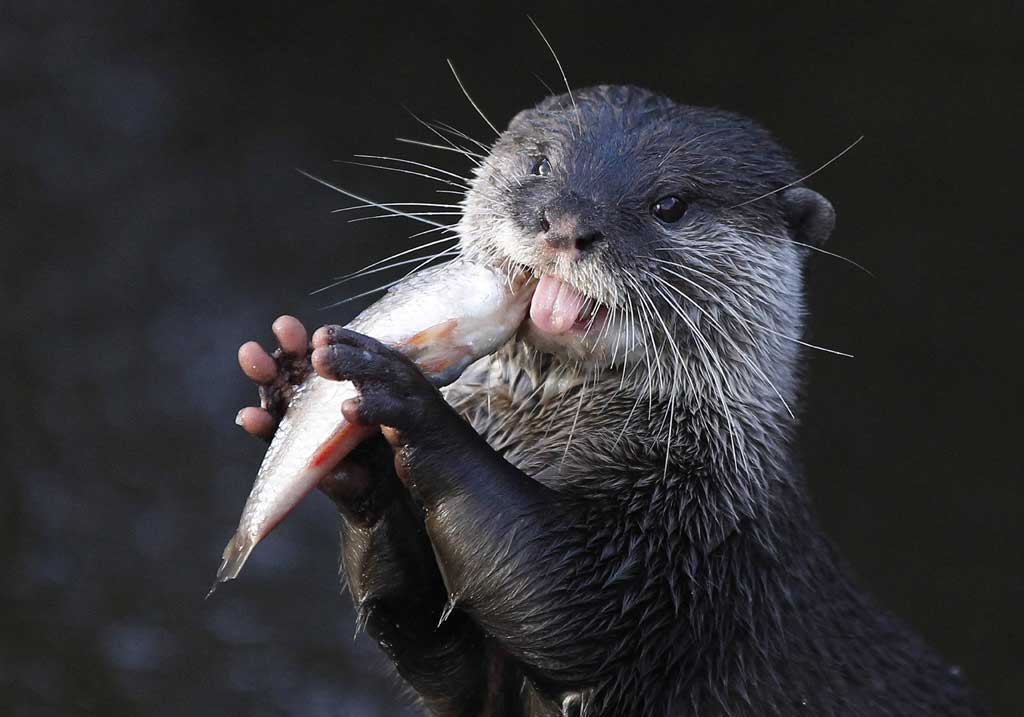 Lontra Comendo Peixe