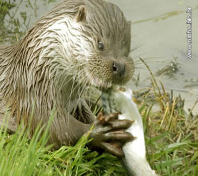 Lontra Comendo um Peixe