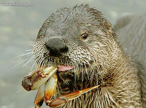 Lontra Comendo