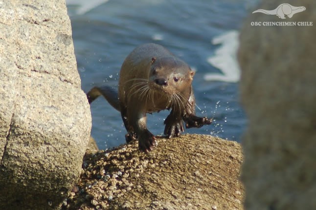 Lontra Felina