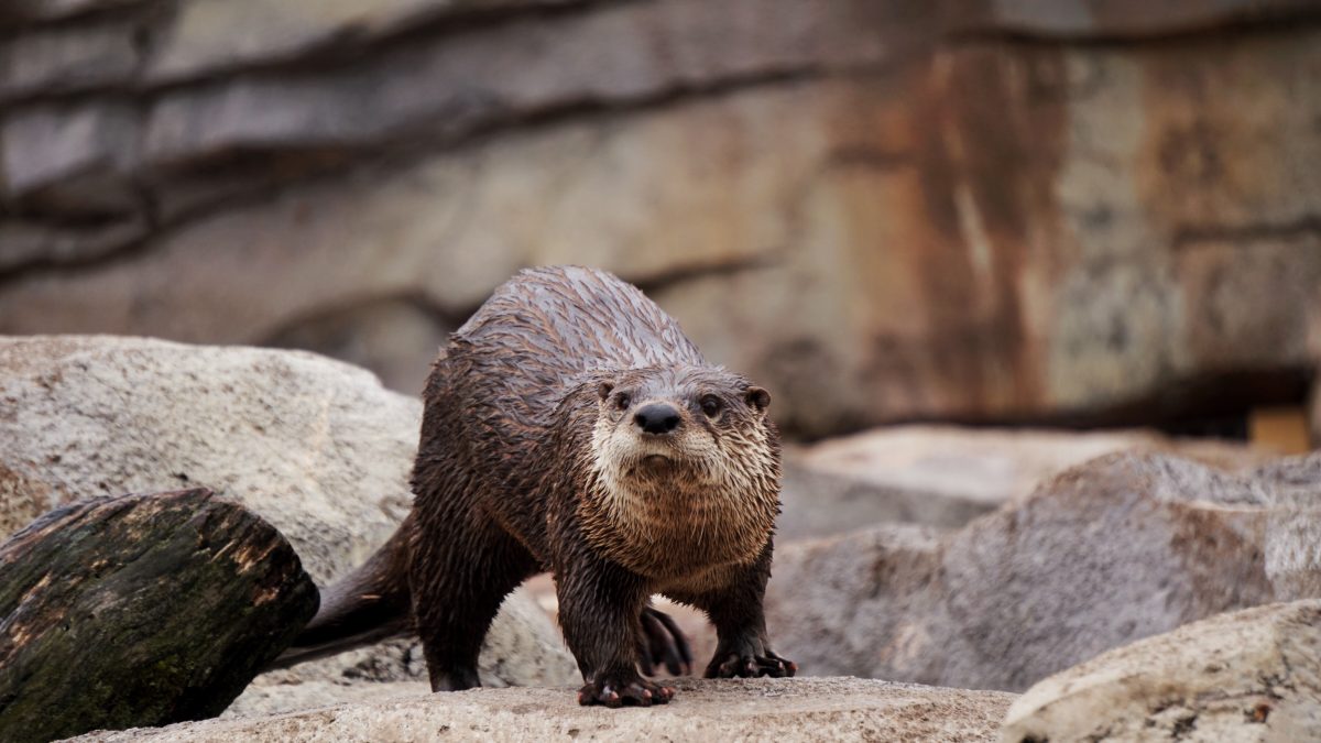 Lontra Fotografada de Frente 