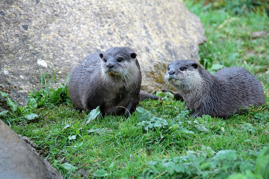 Lontra Sul Indiana