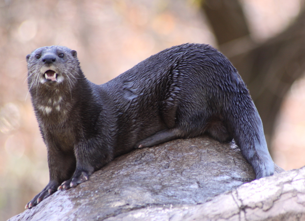 Lontra de Pescoço Pintado