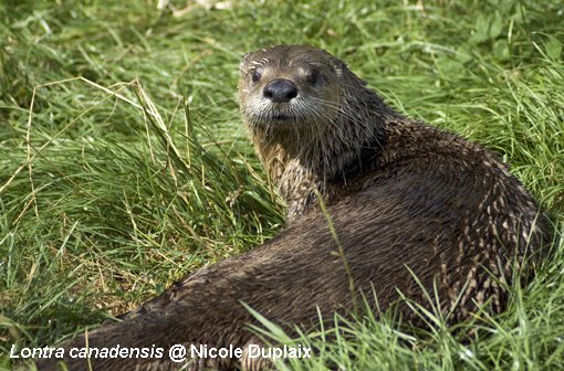 Lontra do Congo